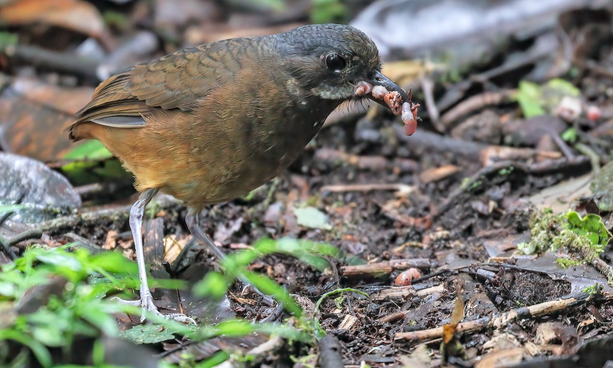 Moustached Antpitta - Cesar Ponce