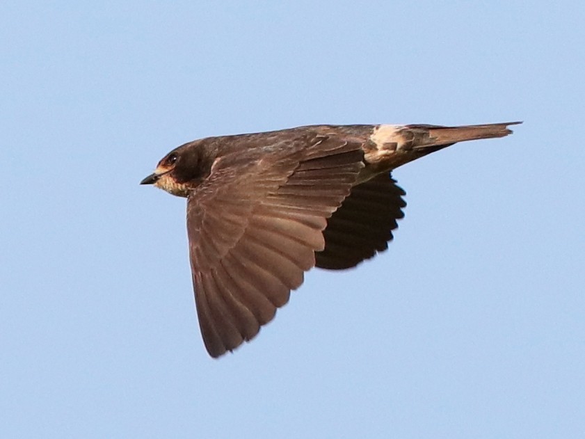 South African Swallow - Holger Teichmann