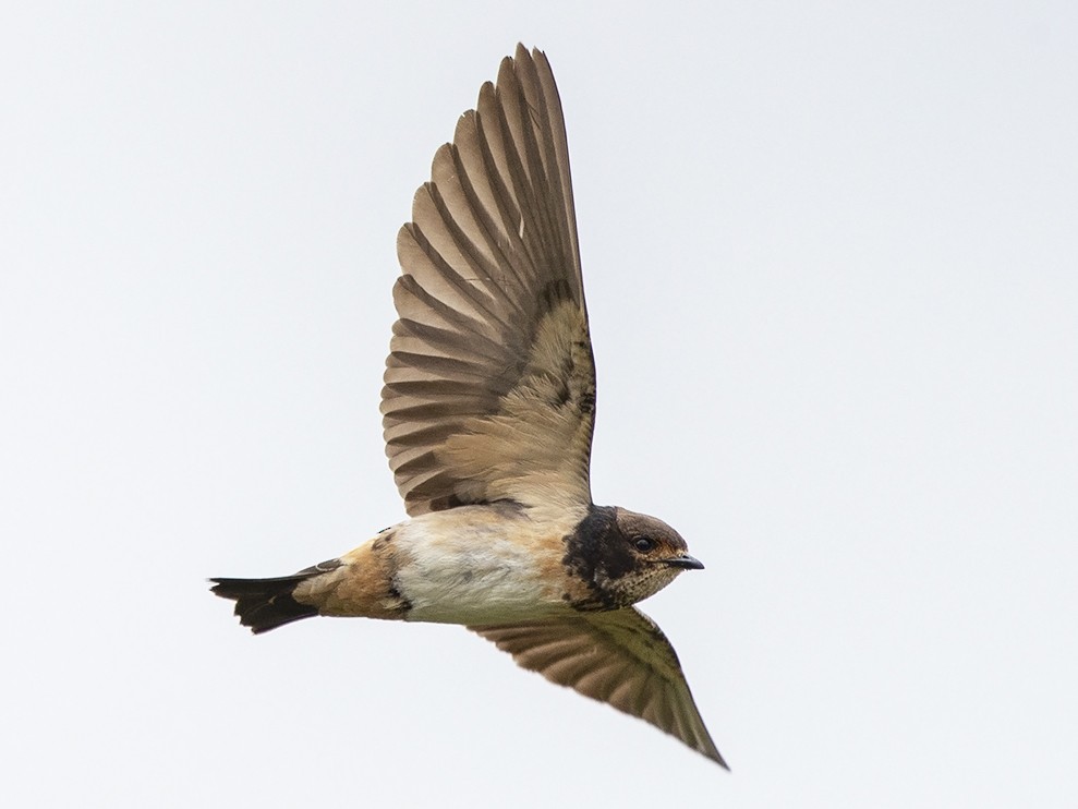 South African Swallow - Niall D Perrins