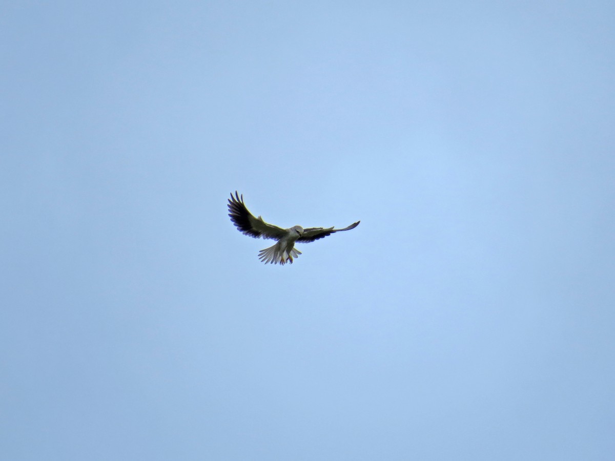 Black-winged Kite - ML219547381