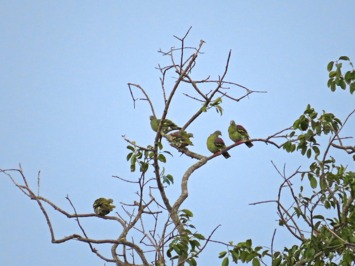 Thick-billed Green-Pigeon - ML219548151