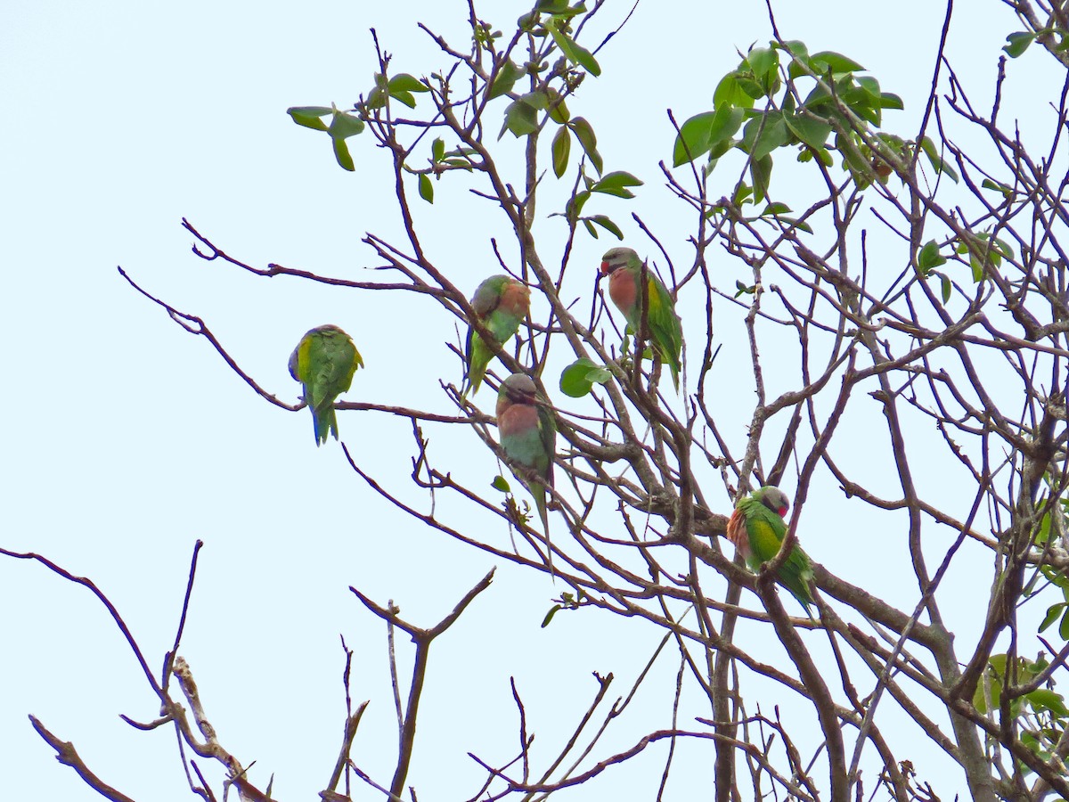 Red-breasted Parakeet - ML219548651