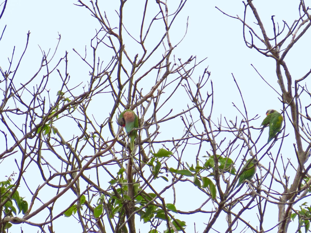 Red-breasted Parakeet - ML219548661