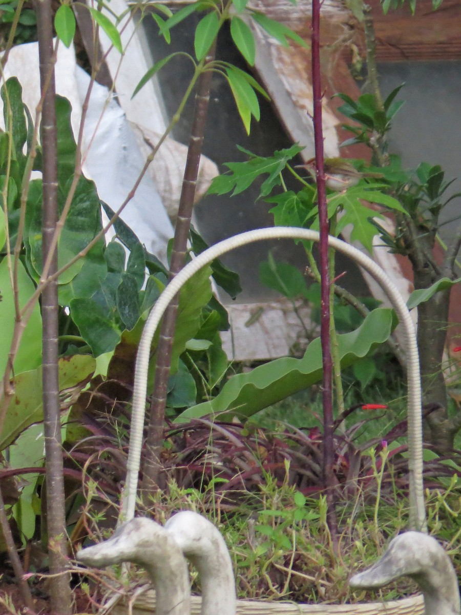 Common Tailorbird - ML219549201