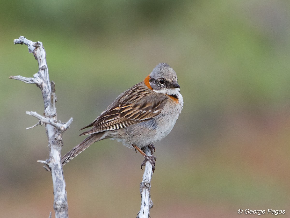 Rufous-collared Sparrow - George Pagos