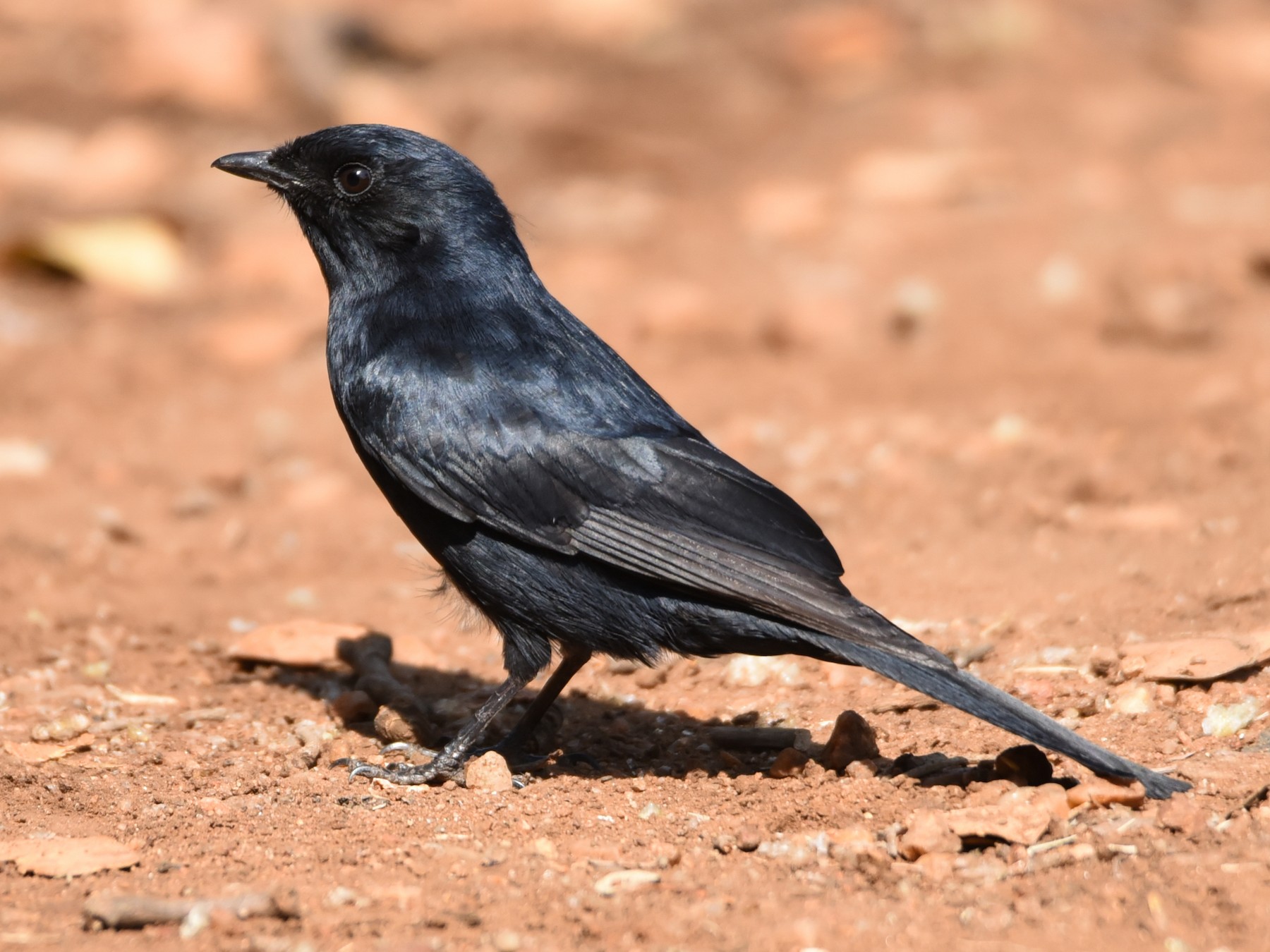 Black on sale fly catcher