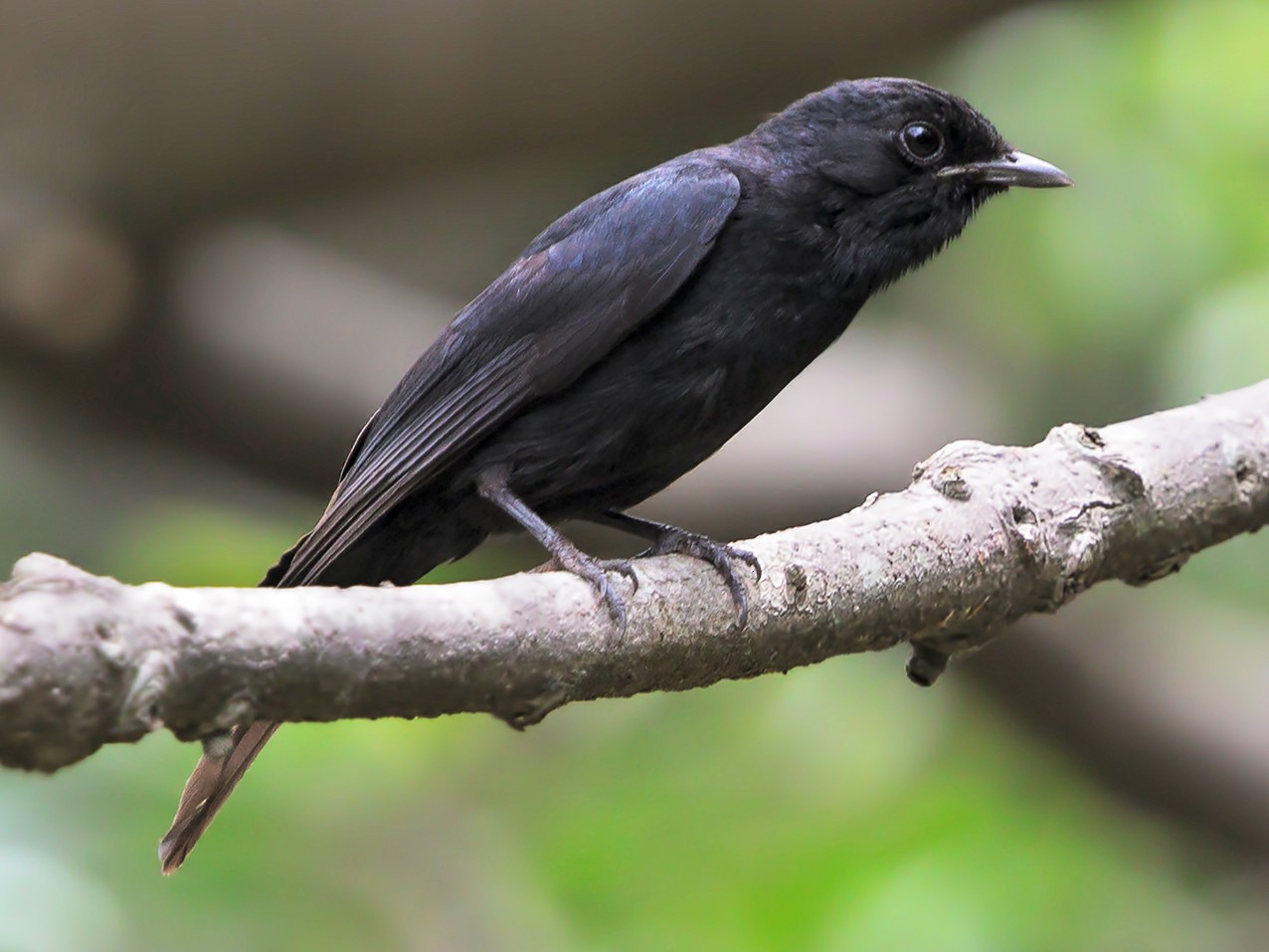 Black on sale fly catcher