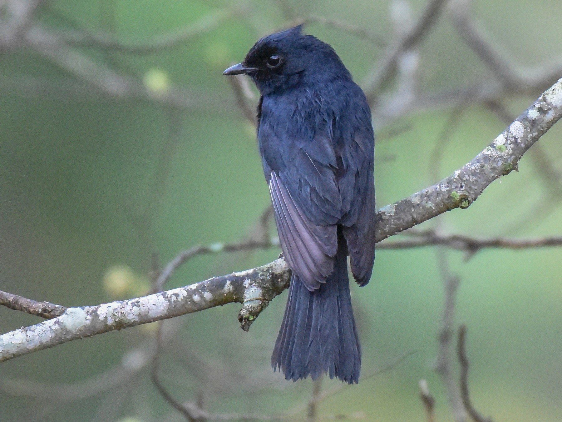 Southern Black-Flycatcher - Erik Martin