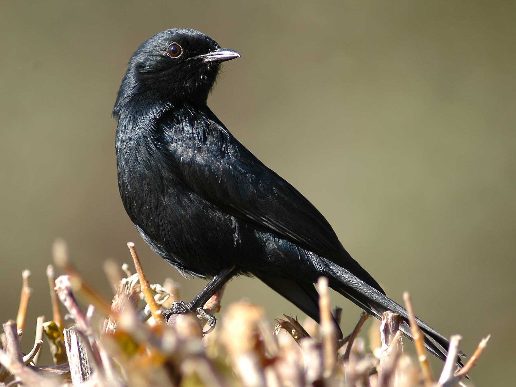 Southern Black-Flycatcher - James Kennerley