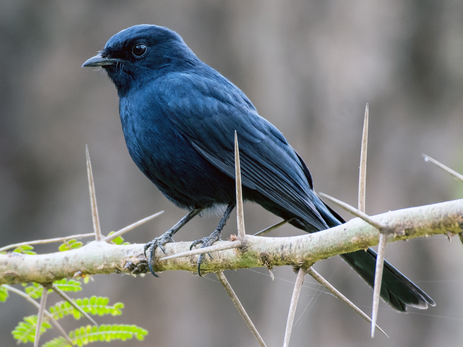 Southern Black-Flycatcher - Michel Bourque