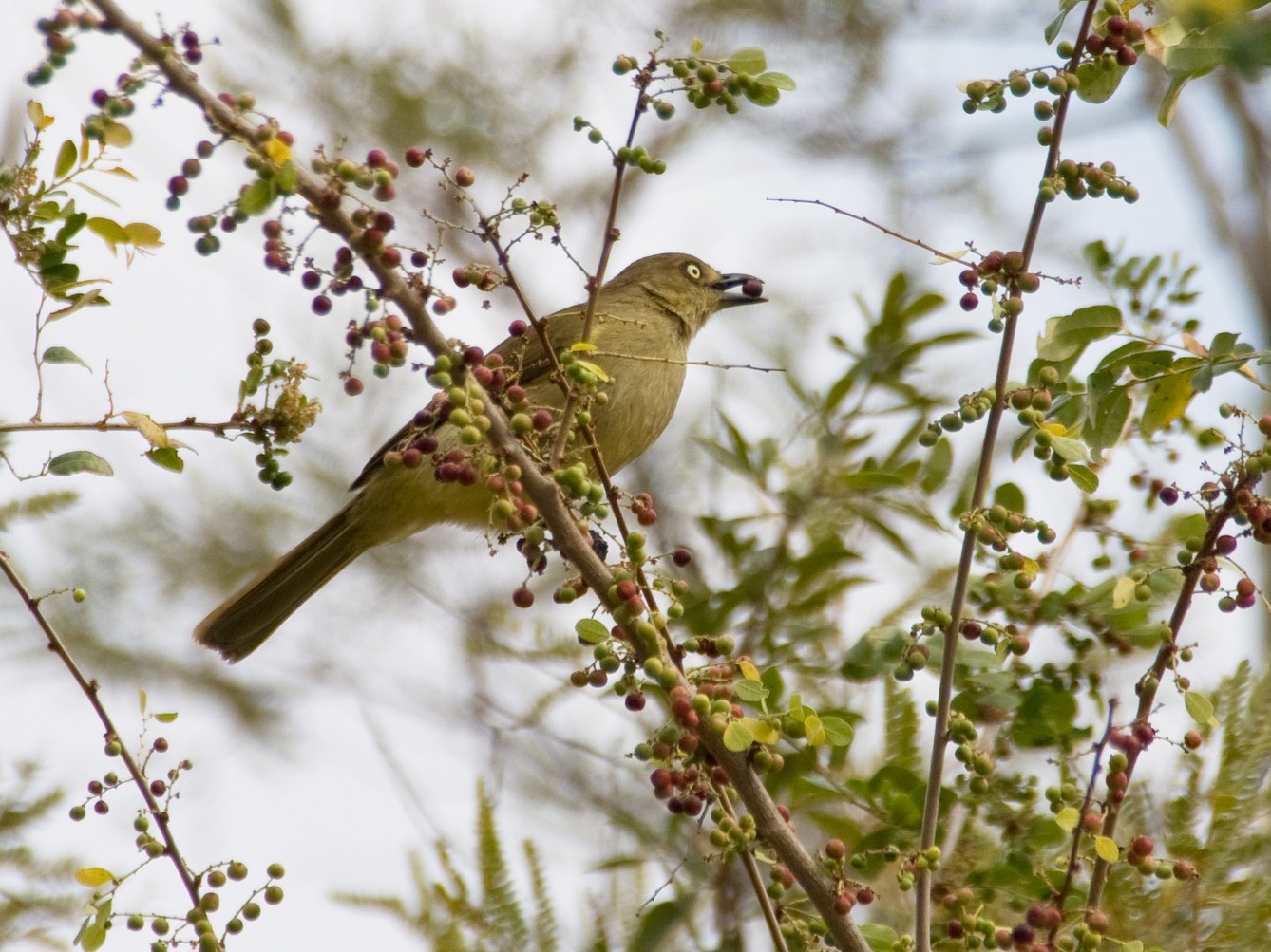 Sombre Greenbul - William Pixler