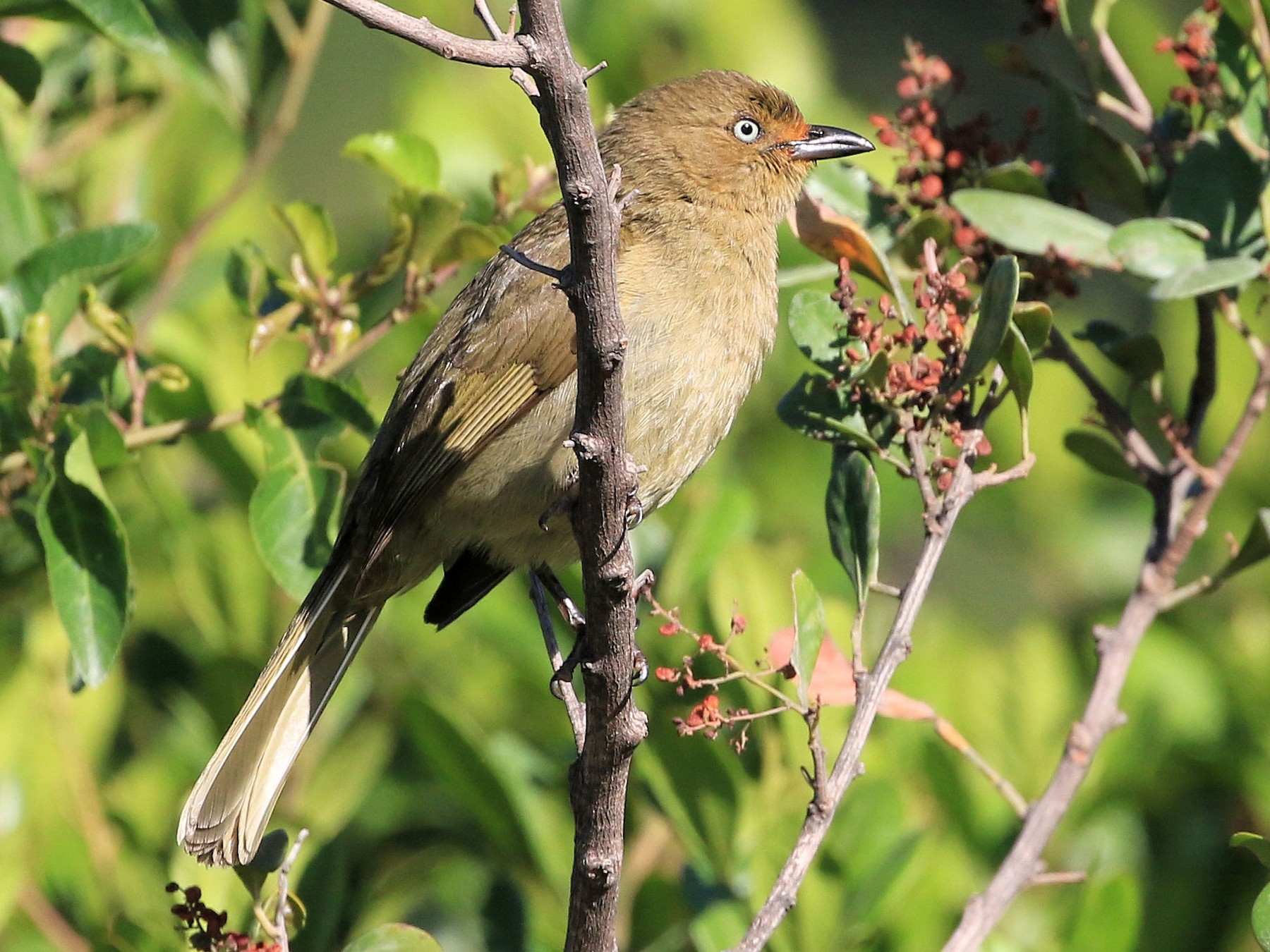 Sombre Greenbul - Patrick MONNEY