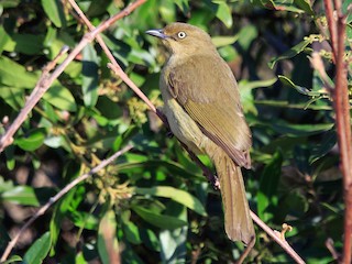  - Sombre Greenbul