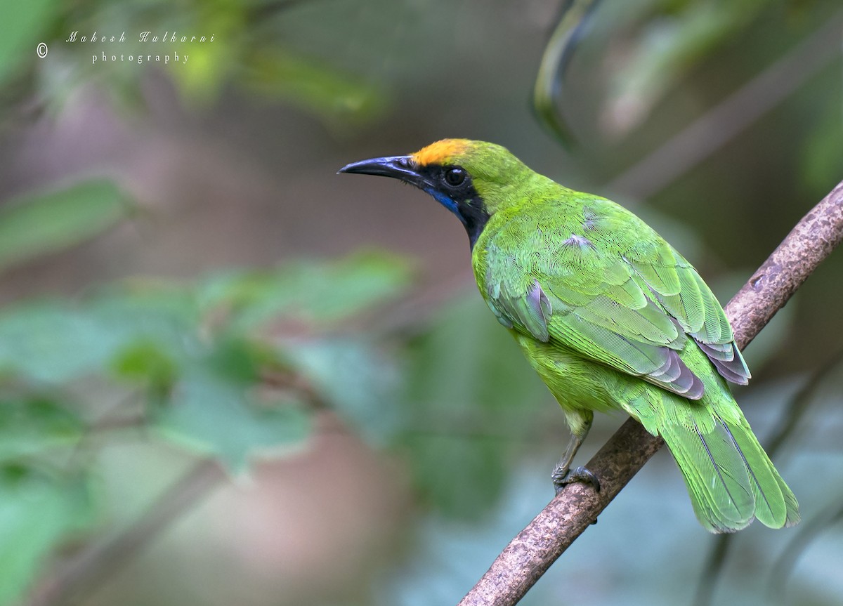 Golden-fronted Leafbird - Mahesh Kulkarni