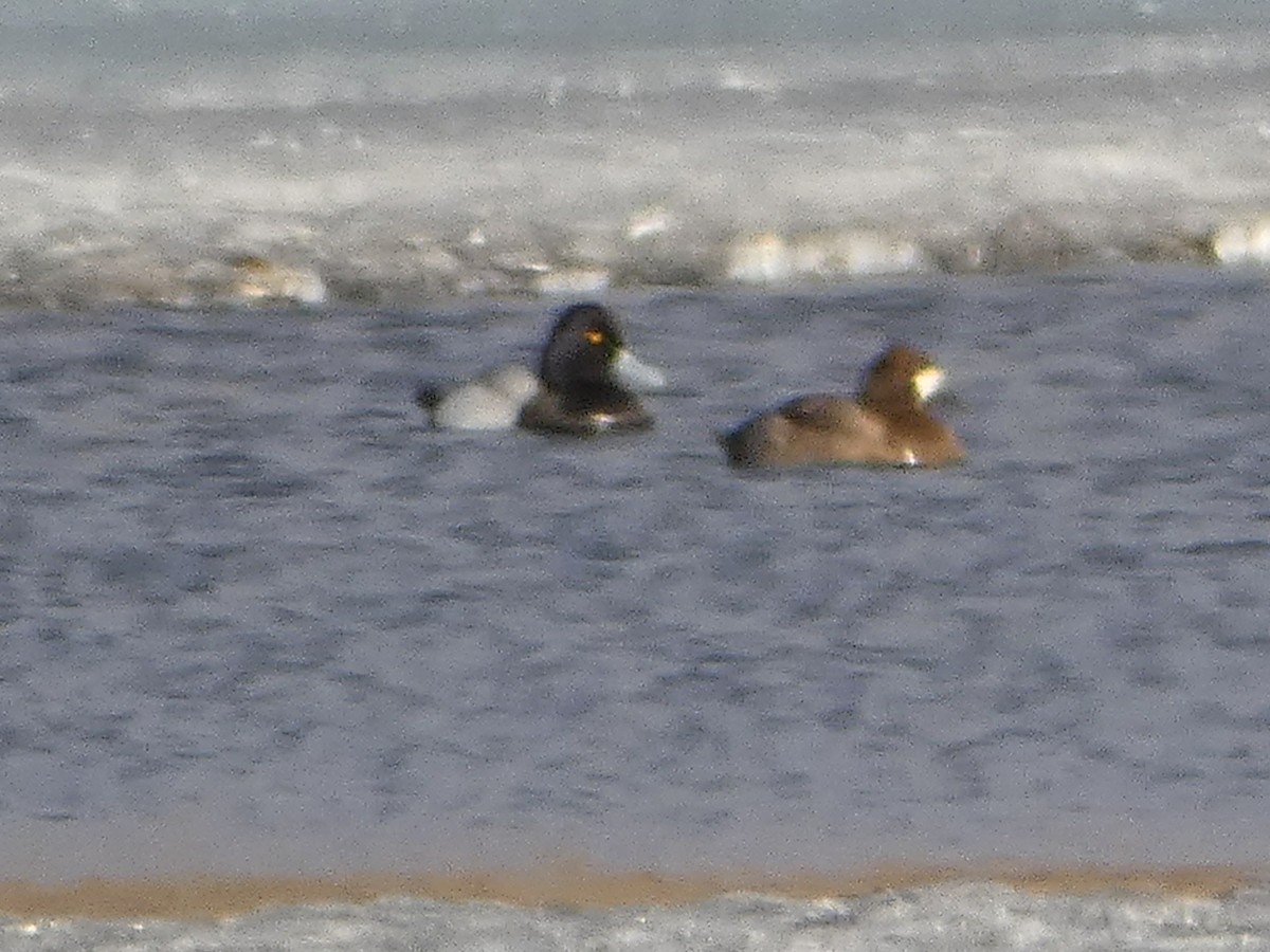 Lesser Scaup - Laurie Koepke