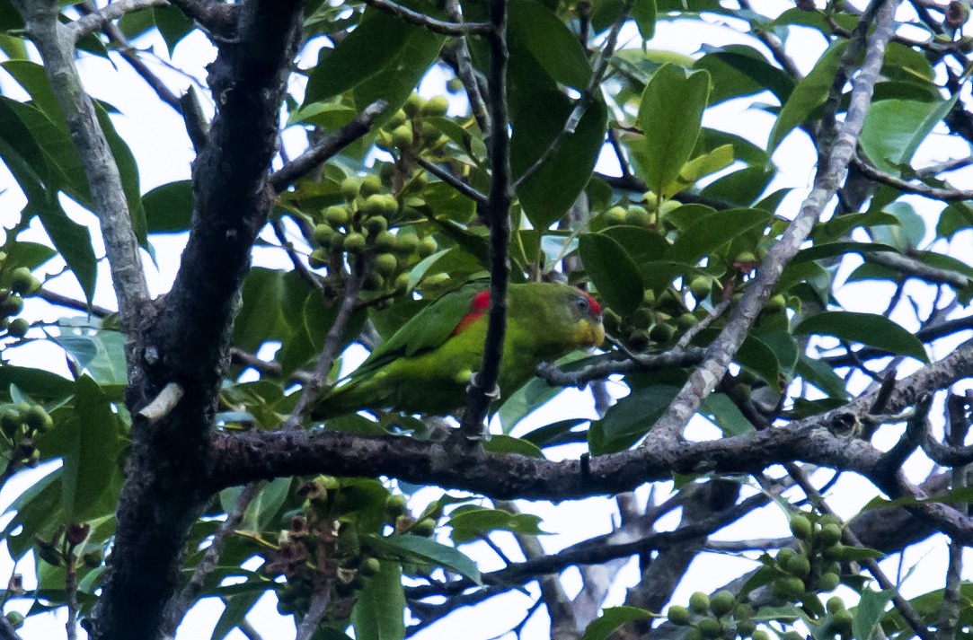 Red-fronted Parrotlet - ML219553071