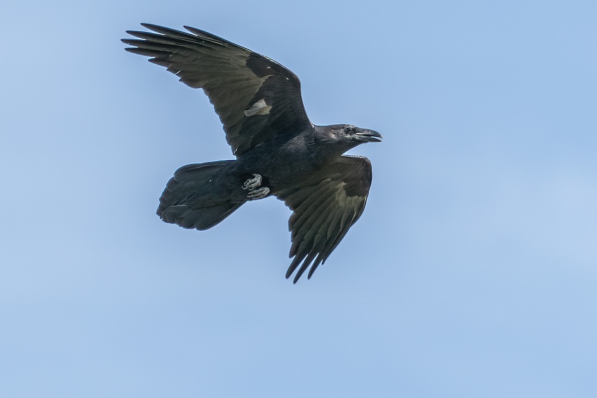 Common Raven - Bill Wood