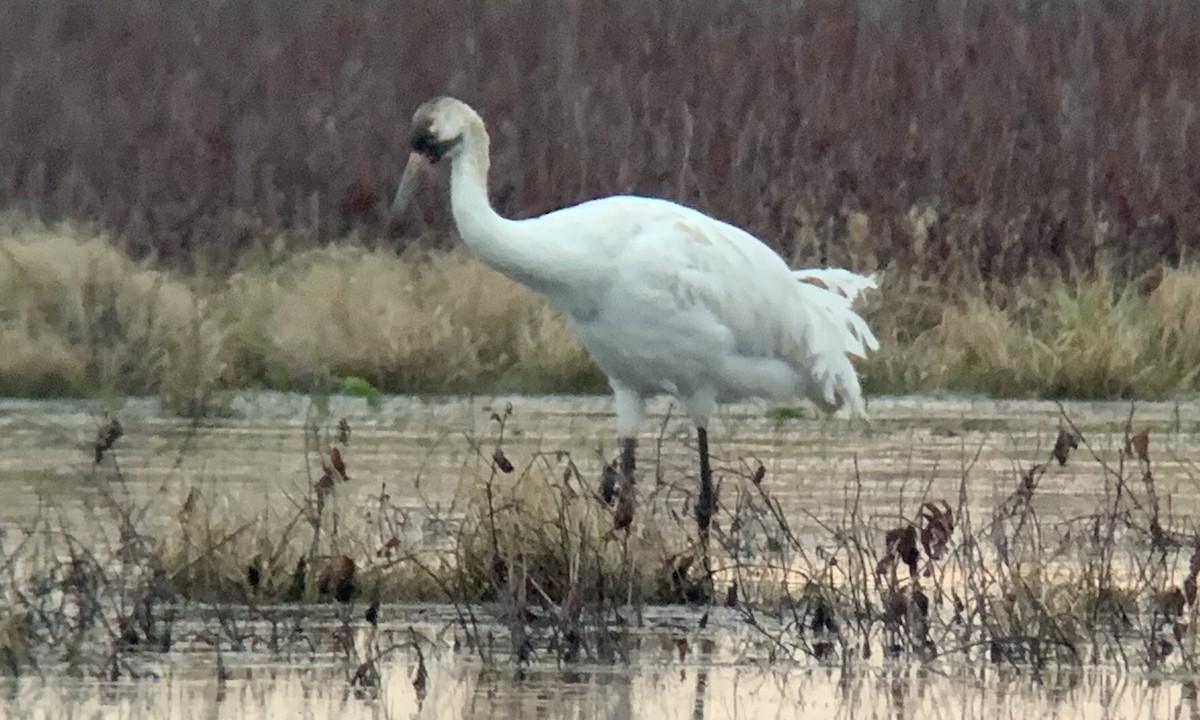 Whooping Crane - Jacob Crissup