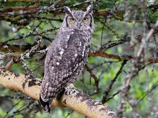  - Spotted Eagle-Owl