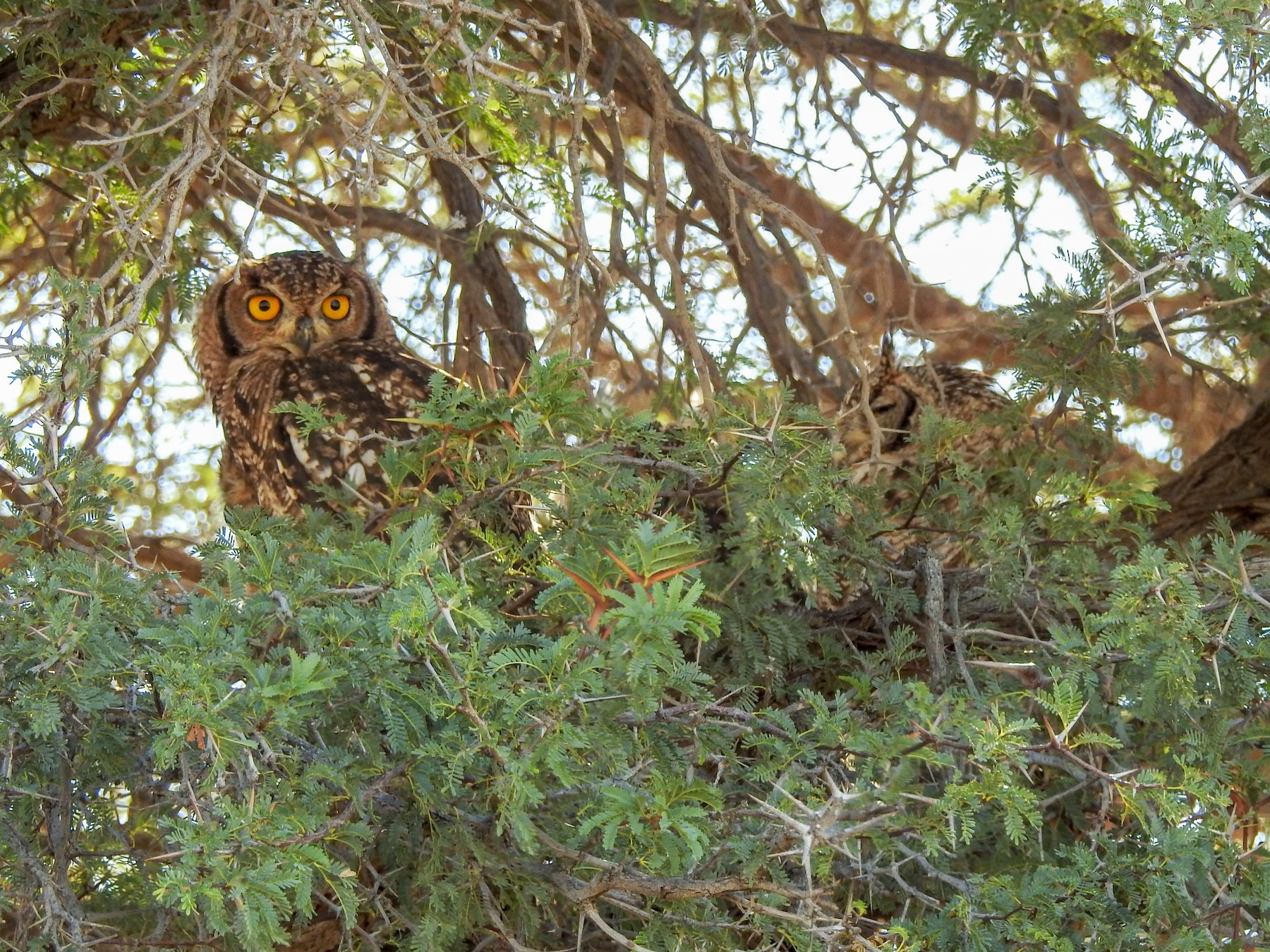 Spotted Eagle-Owl - Samuel Burckhardt