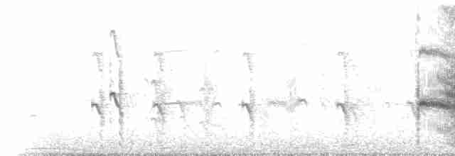 Arctic Tern - ML219555