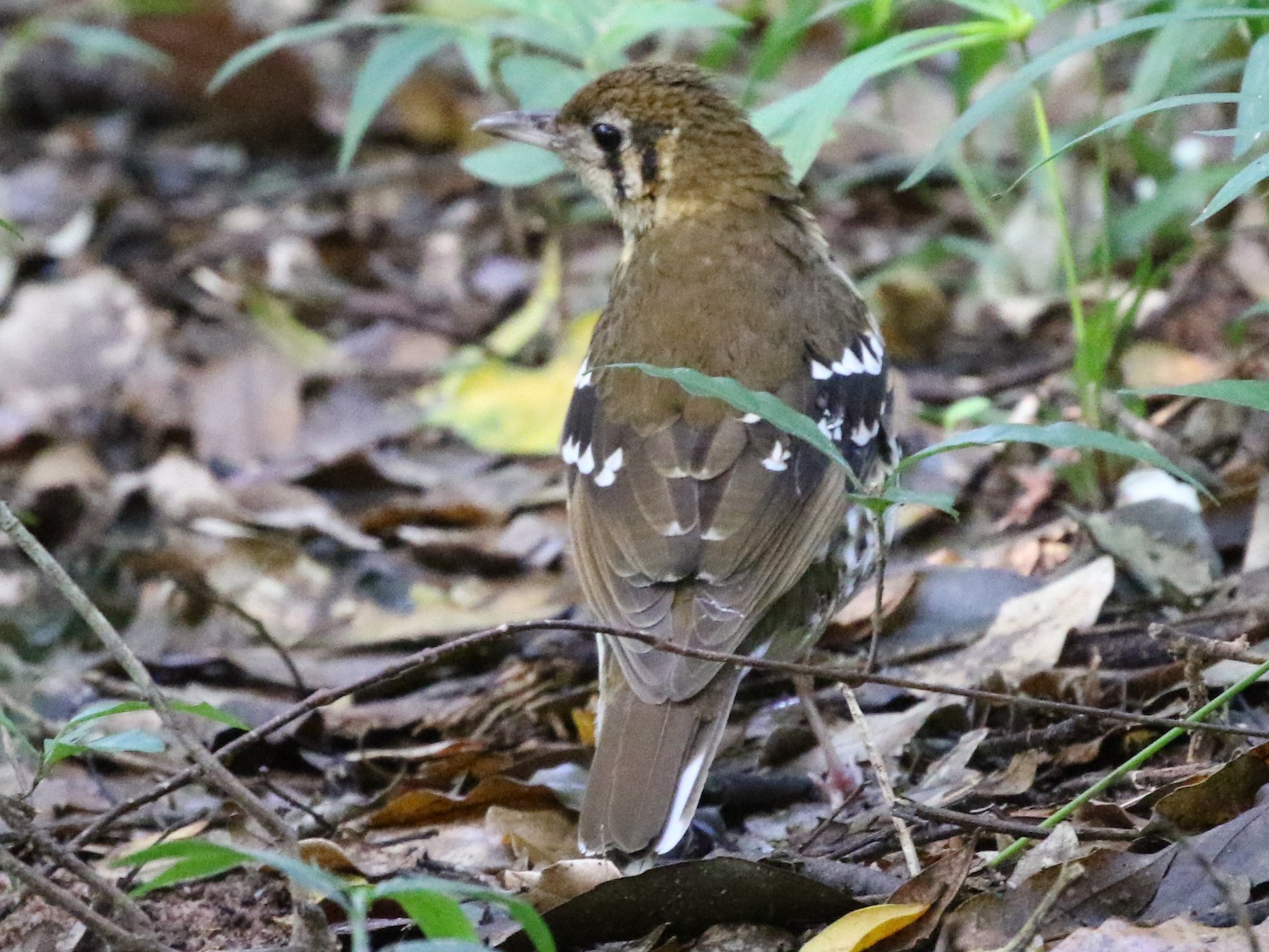 Spotted Ground-Thrush - Dean LaTray
