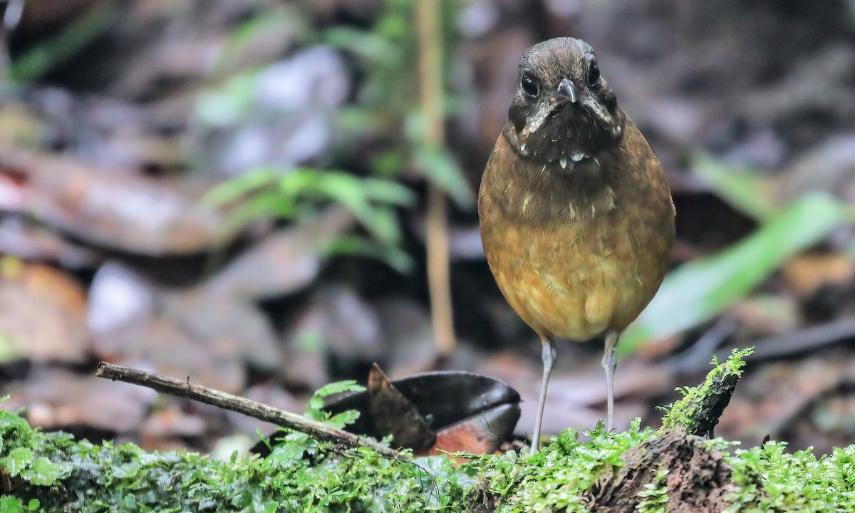 Moustached Antpitta - ML219555891