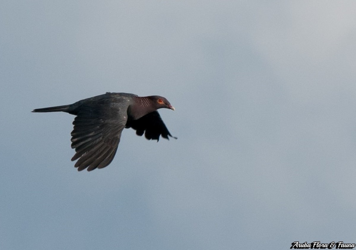 Scaly-naped Pigeon - Ross Wauben