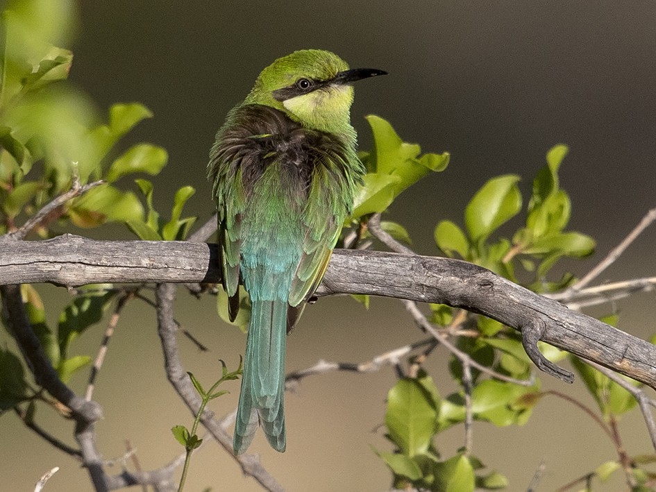 Swallow-tailed Bee-eater - Niall D Perrins