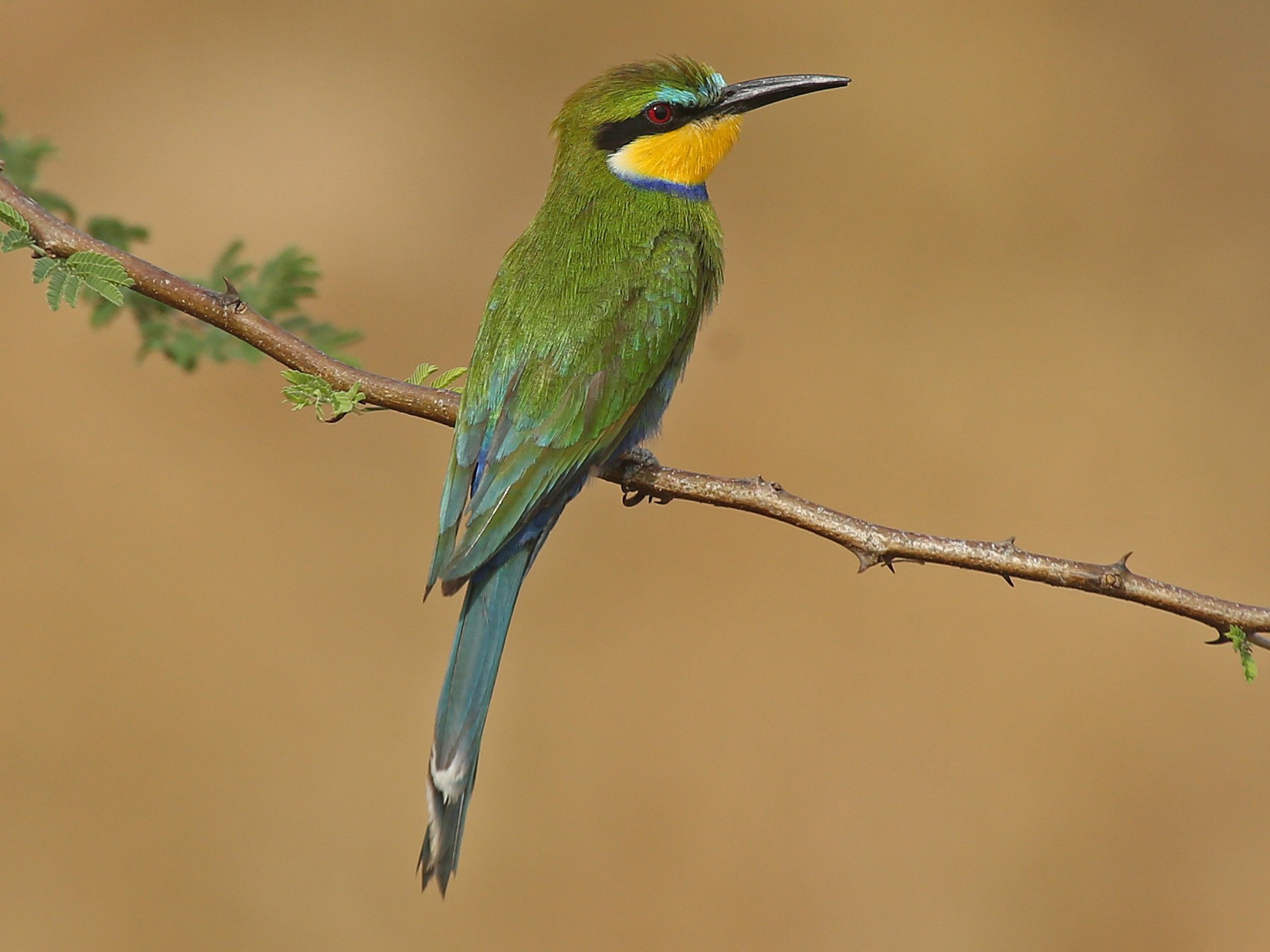 Swallow-tailed Bee-eater - Paul Chapman