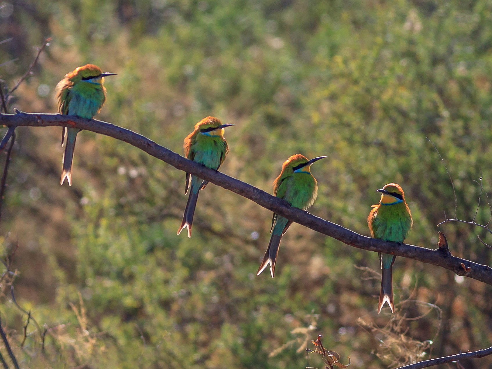 Swallow-tailed Bee-eater - aaron evans