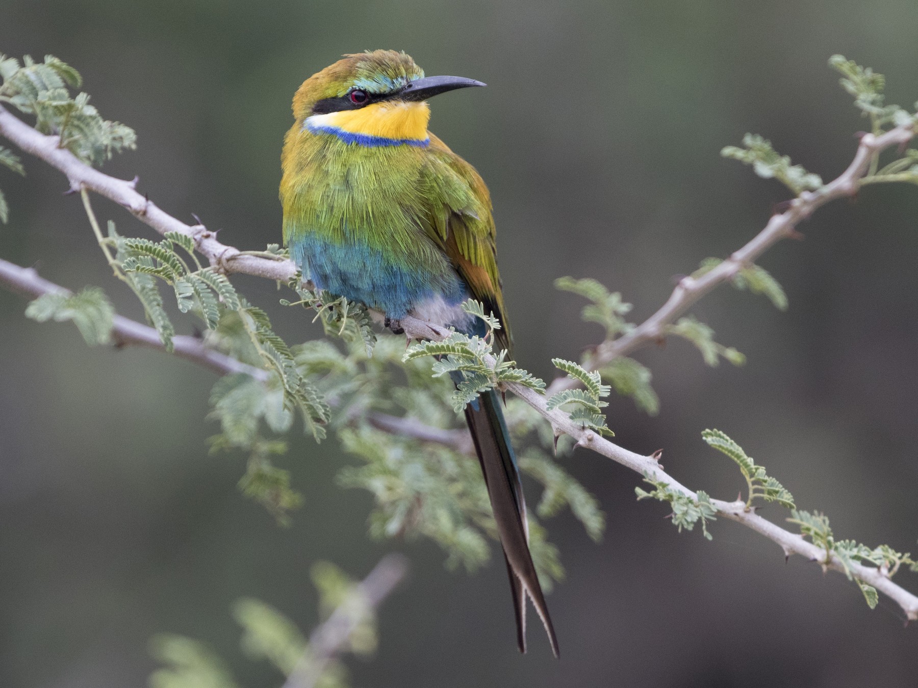Swallow-tailed Bee-eater - Zak Pohlen