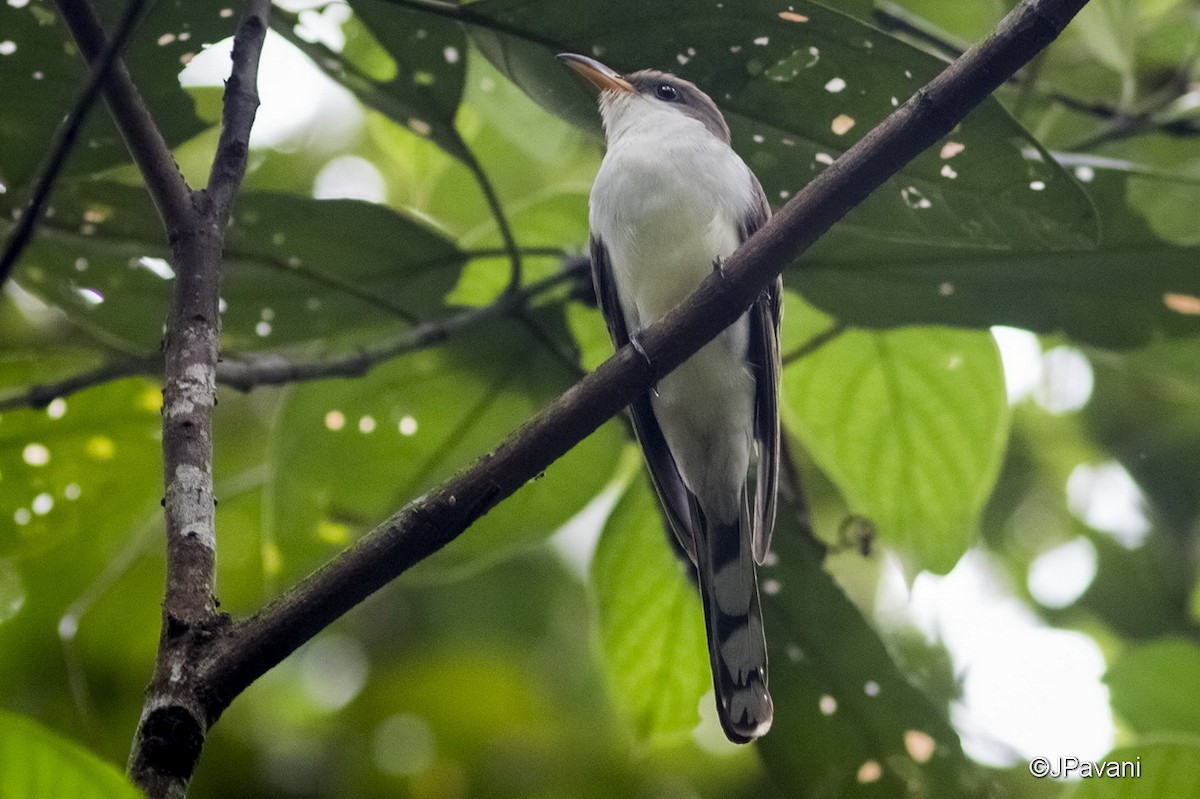 Pearly-breasted Cuckoo - J Pavani (Birding Roraima)