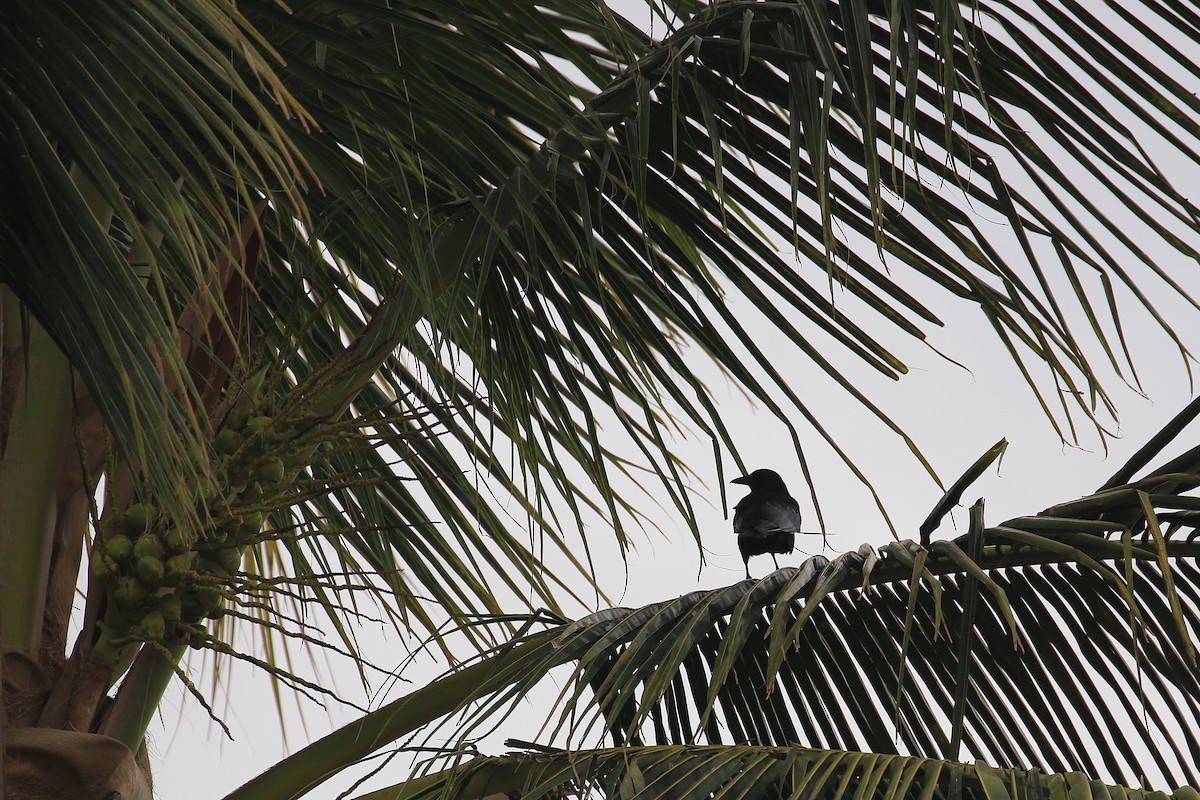 Sinaloa Crow - ML21955901