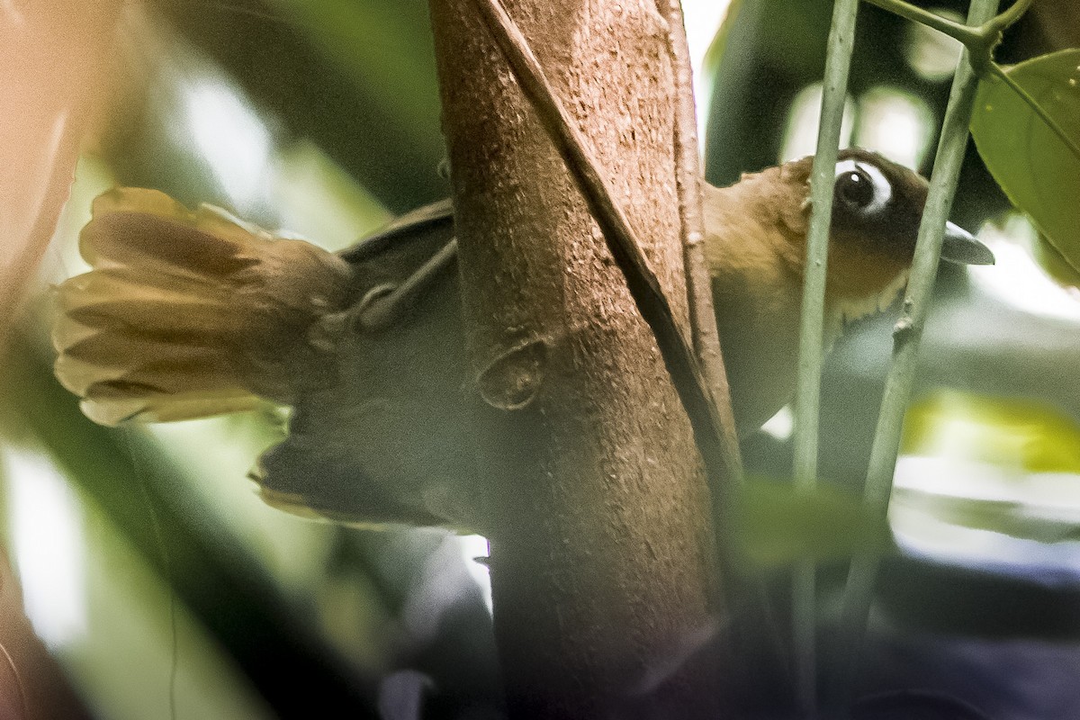 Rufous-throated Antbird - J Pavani (Birding Roraima)