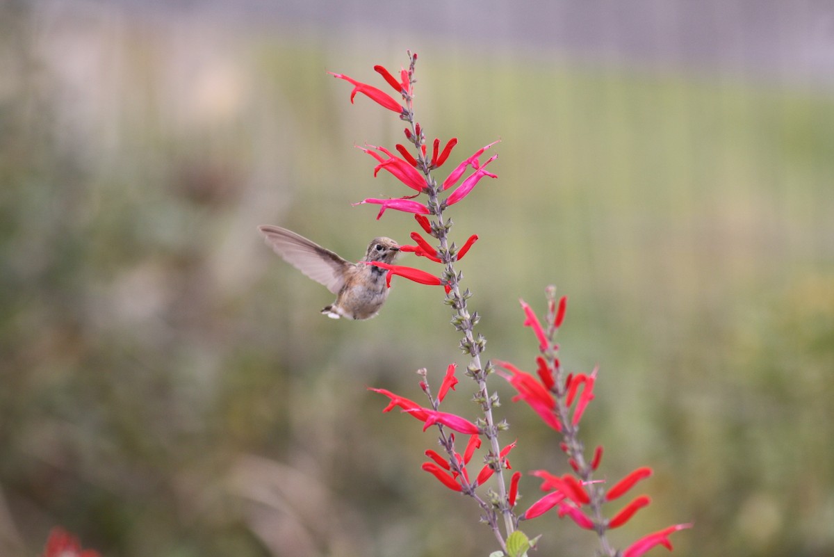 Calliope Hummingbird - ML219560111