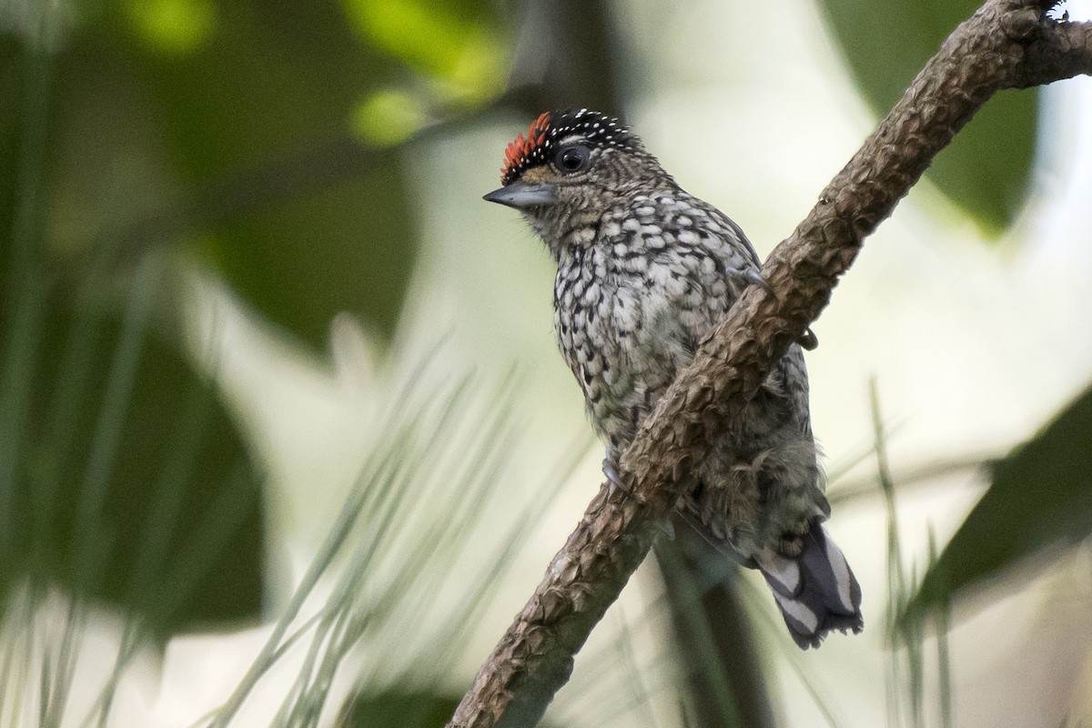 White-wedged Piculet - ML219561541