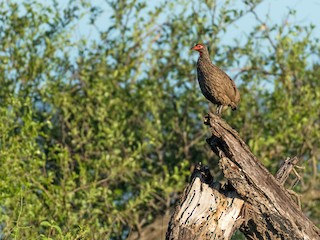  - Swainson's Spurfowl
