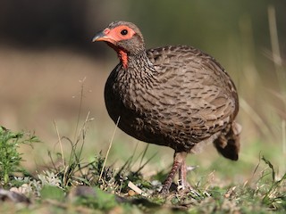  - Swainson's Spurfowl
