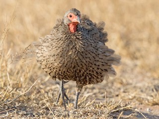  - Swainson's Spurfowl