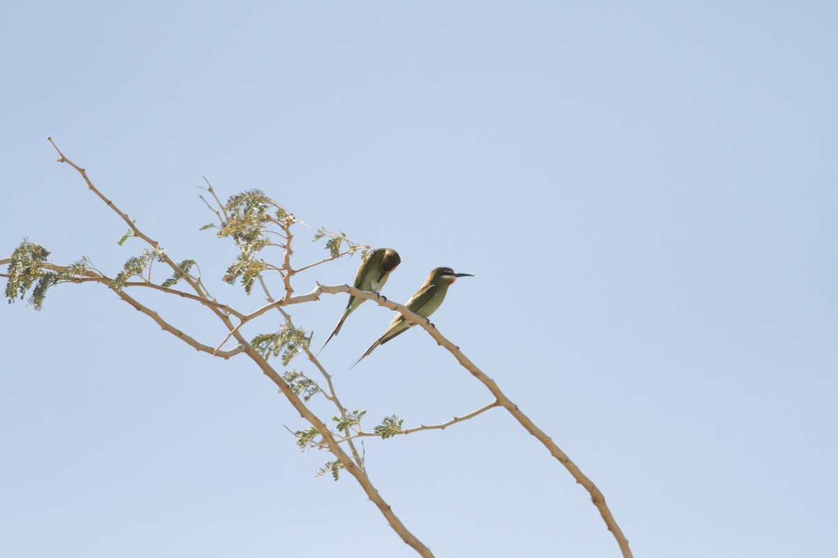 Madagascar Bee-eater - ML21956321