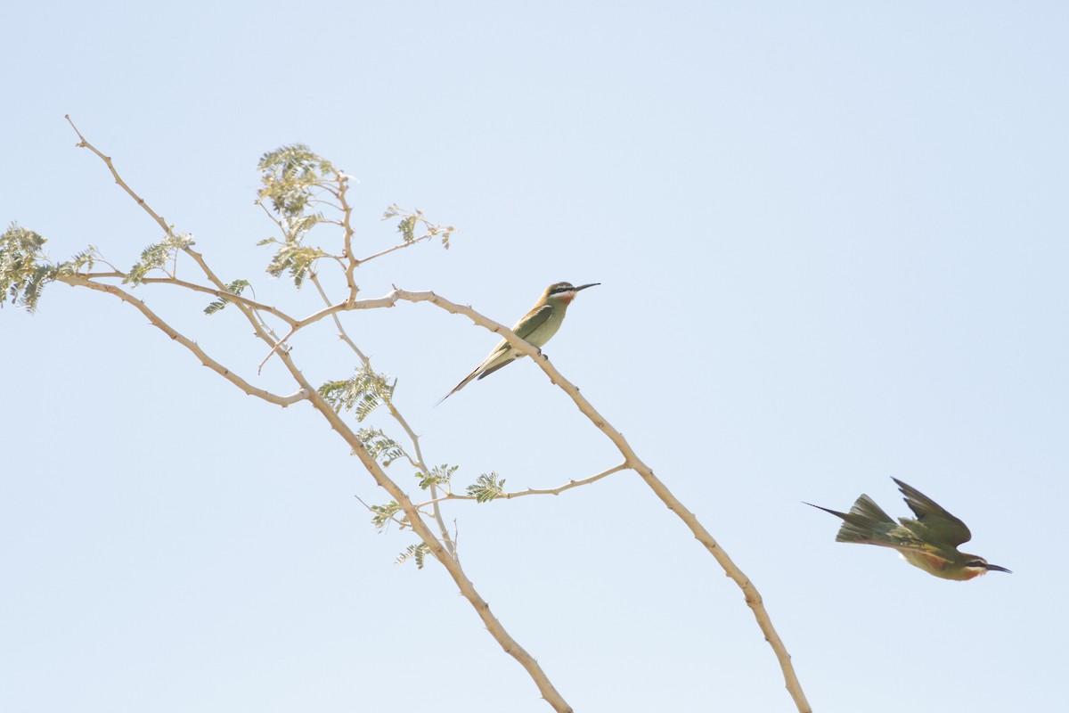 Madagascar Bee-eater - ML21956331