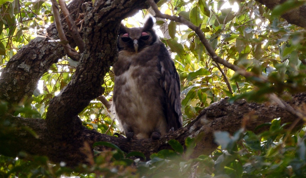 Verreaux's Eagle-Owl - ML219563441