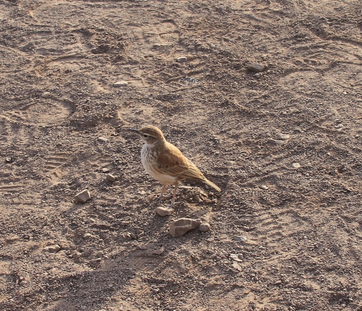 Жайворонок західний (підвид benguelensis/kaokoensis) - ML21956601