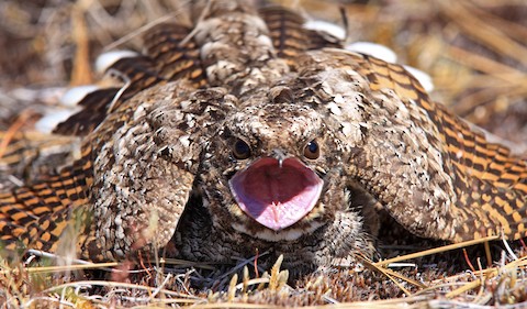 common poorwill in flight