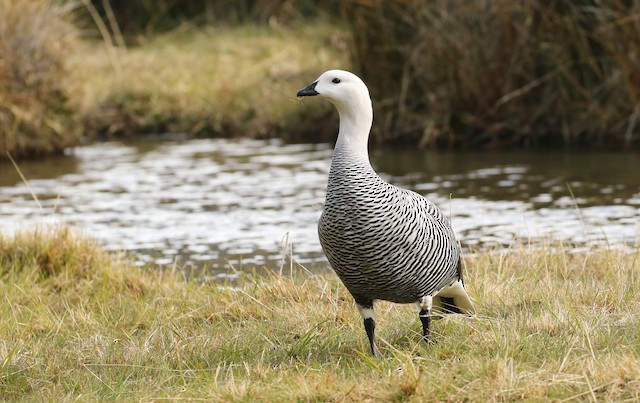 Upland Goose - eBird