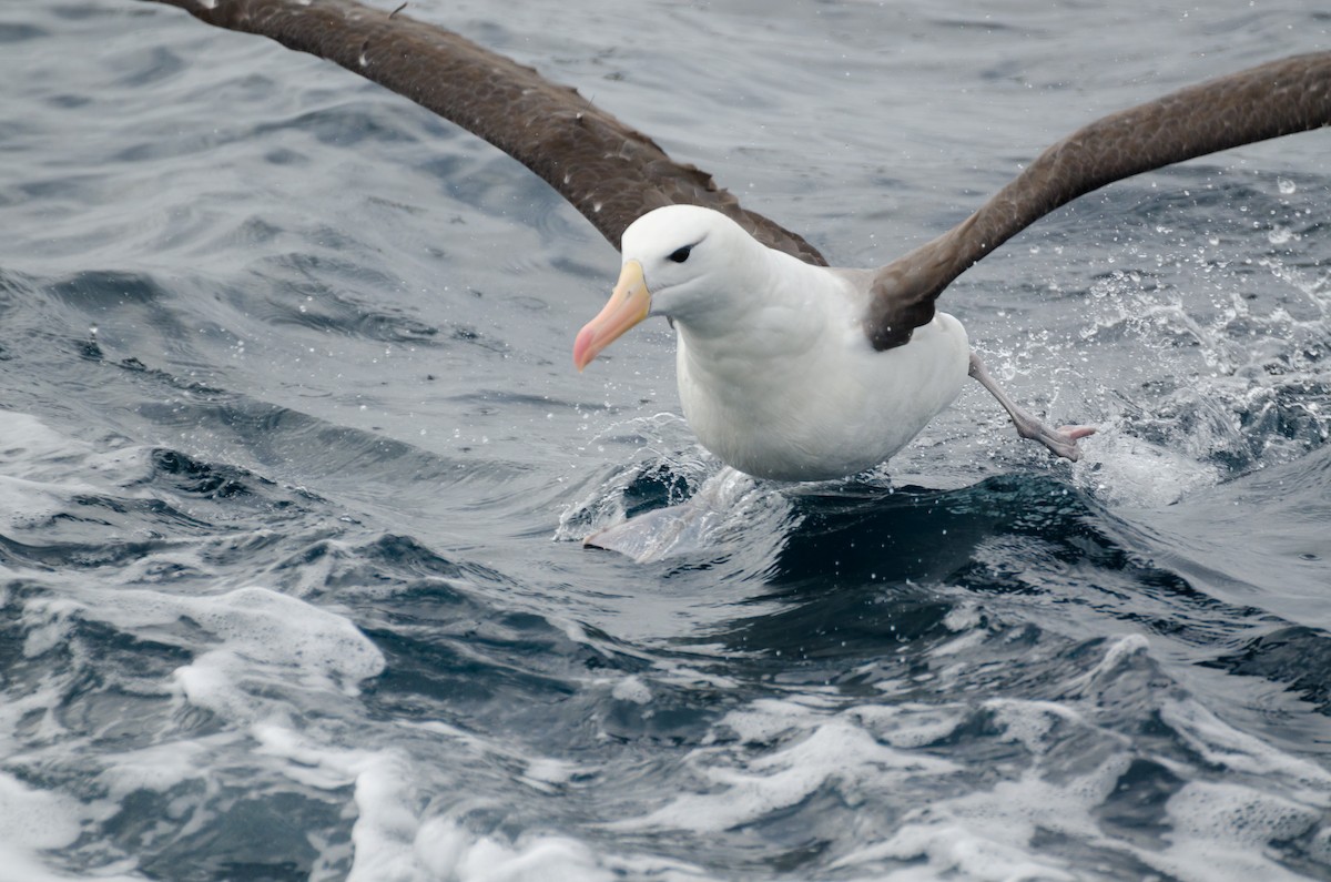 Albatros à sourcils noirs - ML219568571