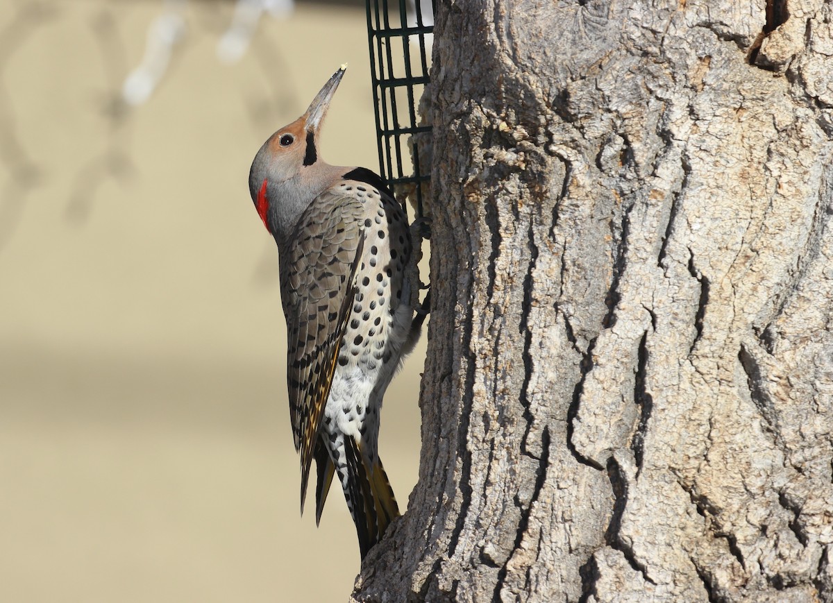 Northern Flicker (Yellow-shafted) - ML21956891