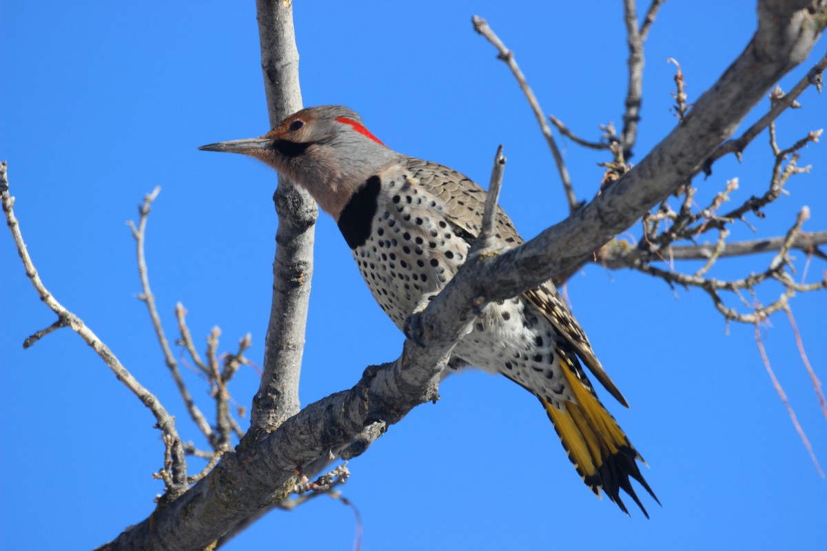 Northern Flicker (Yellow-shafted) - ML21956901