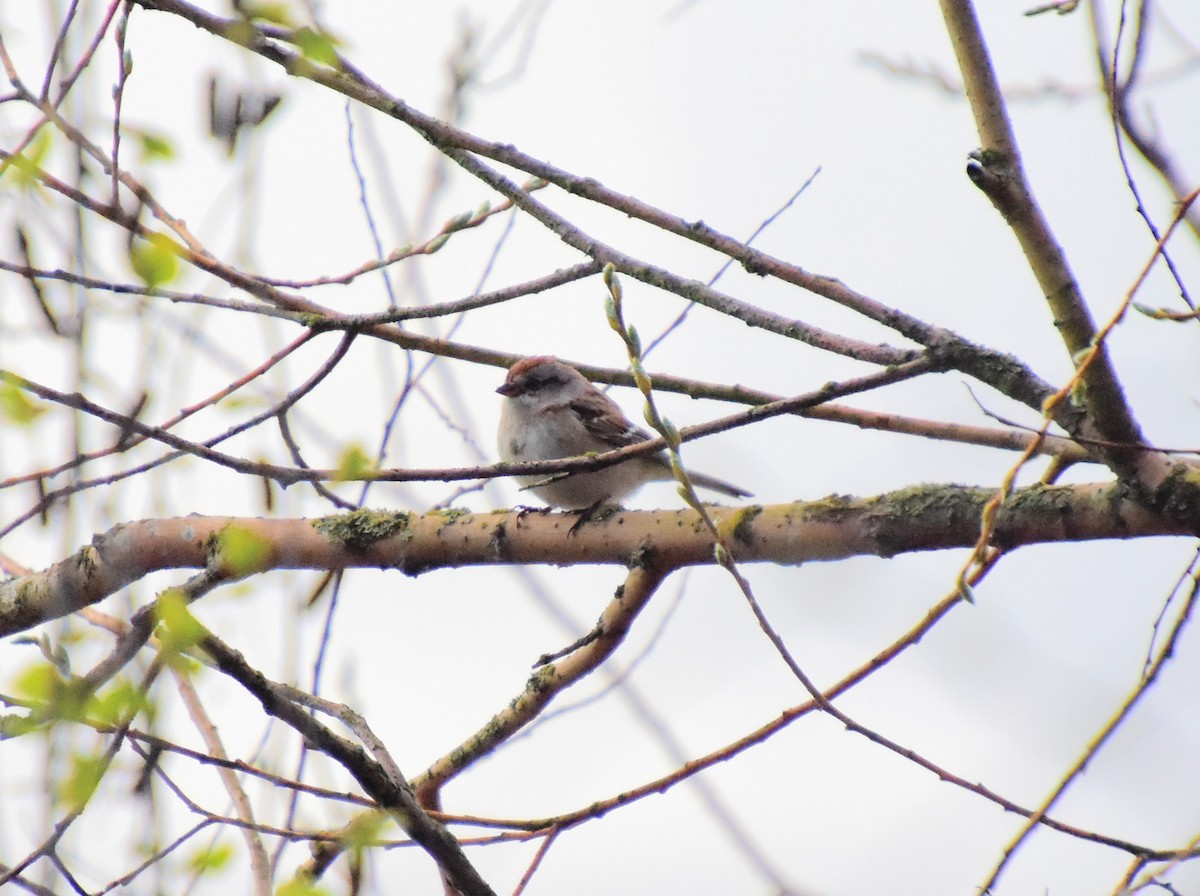 American Tree Sparrow - ML219572251